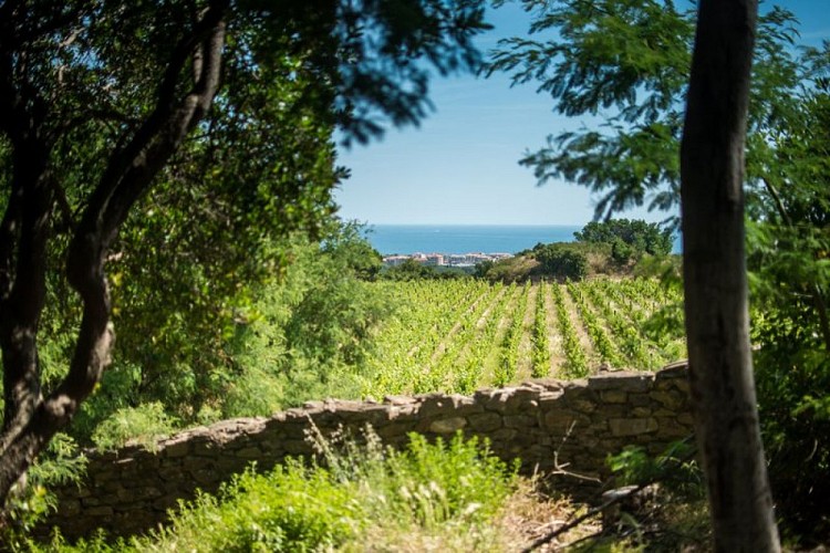 From the Château de Valmy to Collioure via the coastal path.