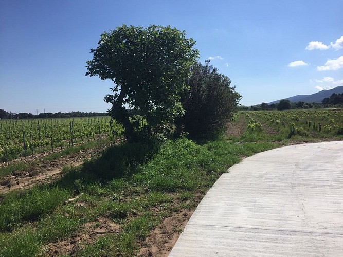 Eurovélo 8 (2020) Tranche Argelès-sur-Mer / Sorède