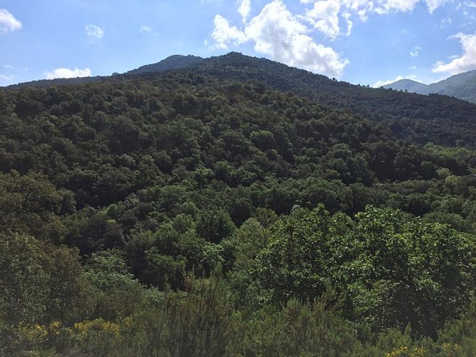 Les Cabanes de Mataporc per Sorède