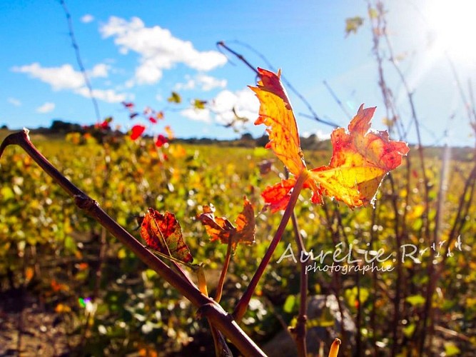 Roussillon gardens (mountain bike)