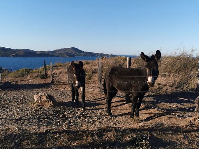 Anes sur le sentier des contrebandiers