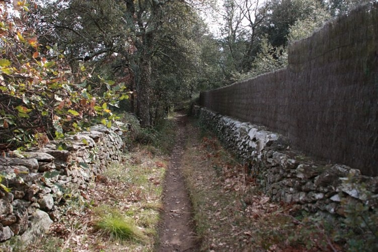 [Stroll] Discovering the flora and fauna