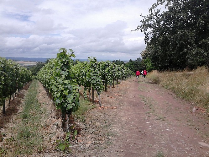 Circuit de Bacchus - Rutscherle