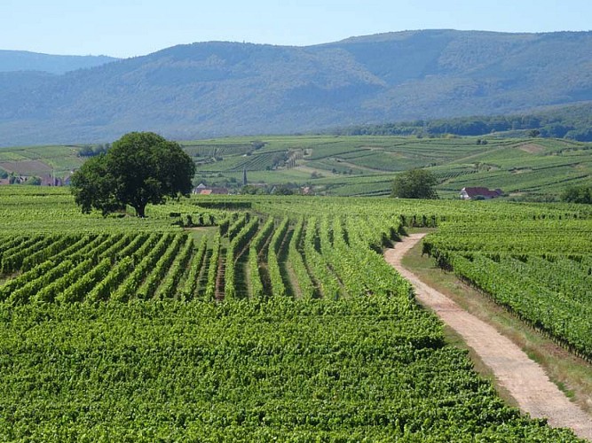 Circuit de Bacchus - Rutscherle