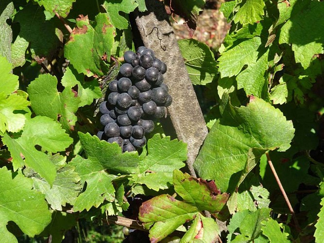 Circuit de Bacchus - Rutscherle