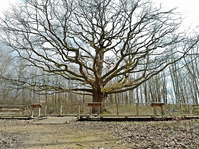 6_B. Chêne centenaire