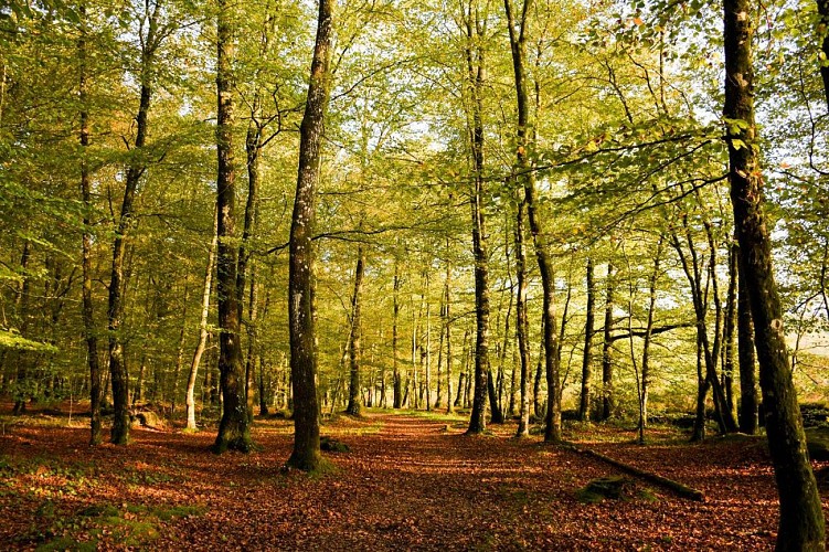 Forêt Fougères