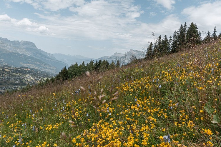 Hiking trail : the Mont d'Arbois - Mont Joux