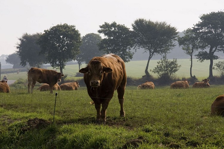 La Butte du Cheval à Motreff