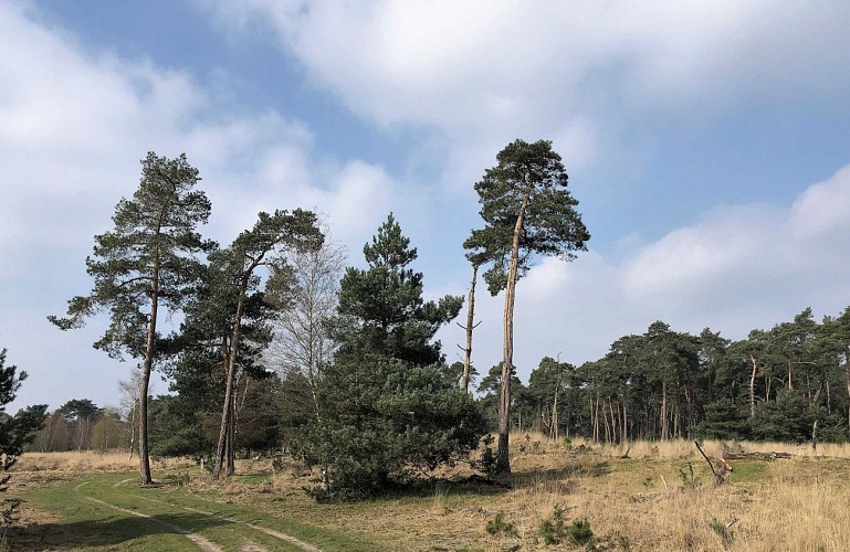 Au Nord du parc de Kalmthout - Val et Oli