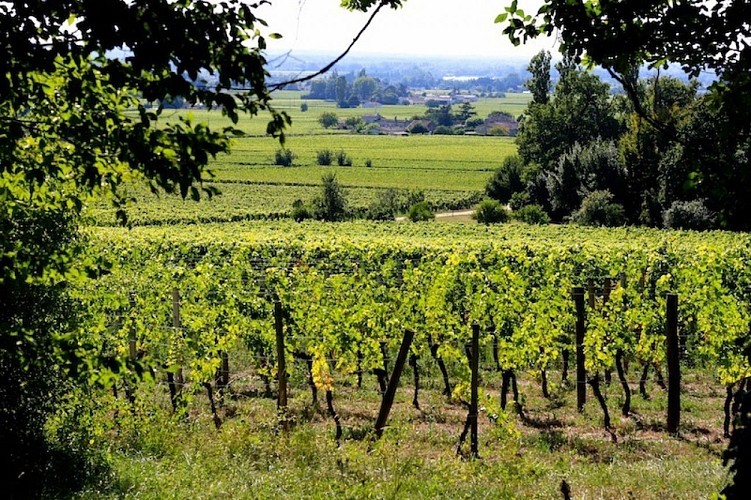 Vue du plateau arbre