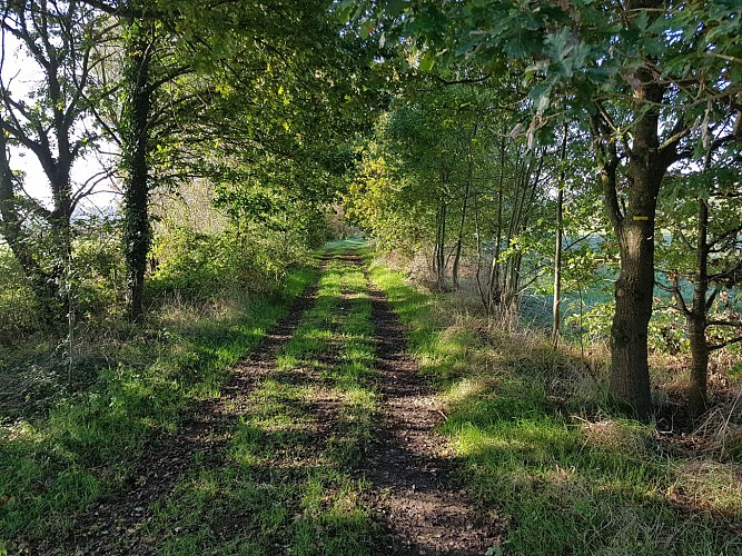 Chemin à travers les marais de Vilaine