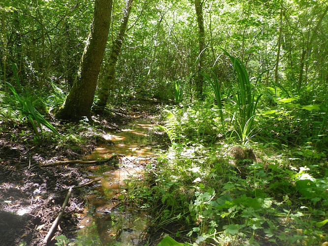Briare : espace naturel sensible de Trousse bois