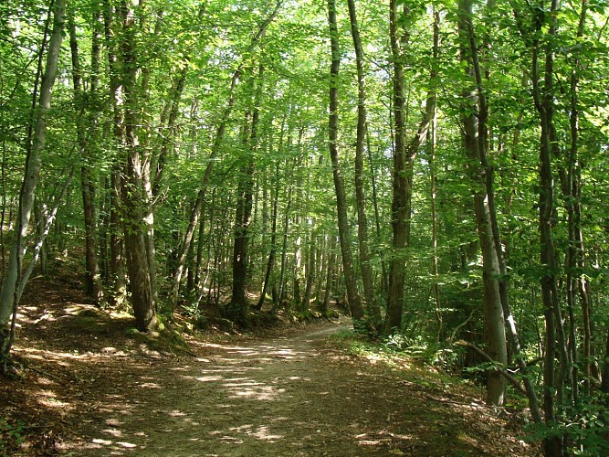 Pollionnay - Promenons-nous dans les bois