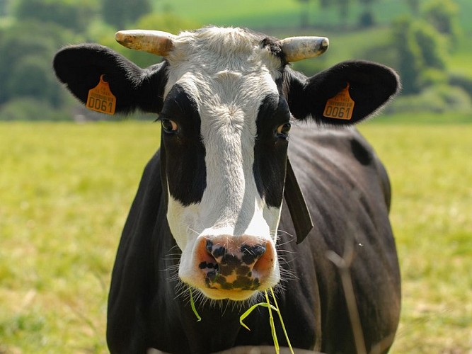 le circuit des logettes - vache