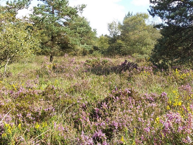 le sentier des bruyeres - landes