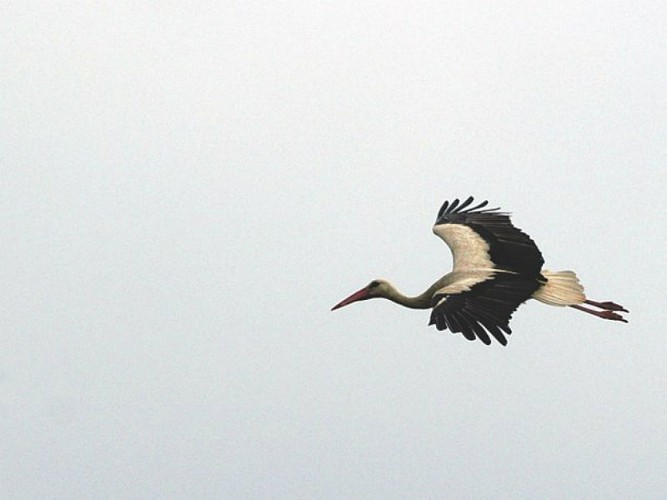 Cigogne en plein vol