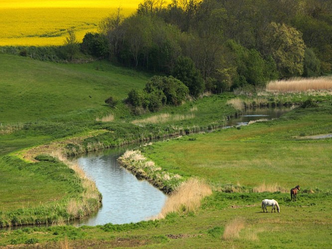 Marais de Ver sur Mer © G.WAIT - OT Bayeux Intercom