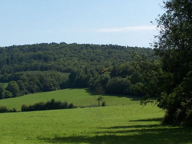 foret Campandré - Valcongrain