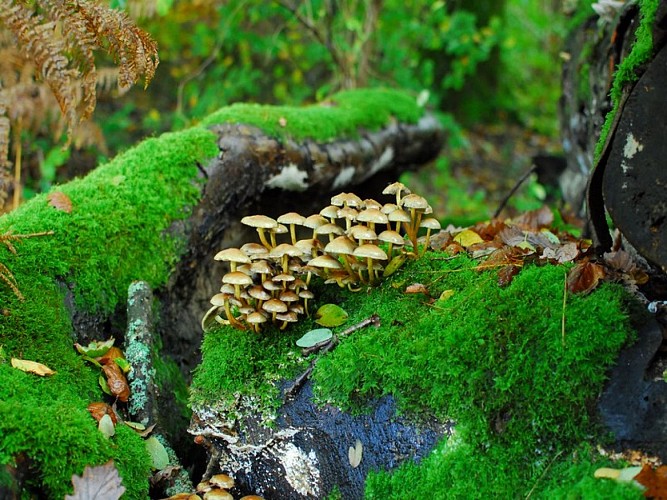 Sous le mont d'Ancre - Champignons - Campandré