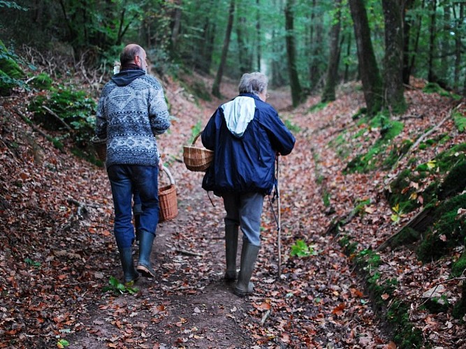 Sous le mont d'Ancre - Foret Campandré