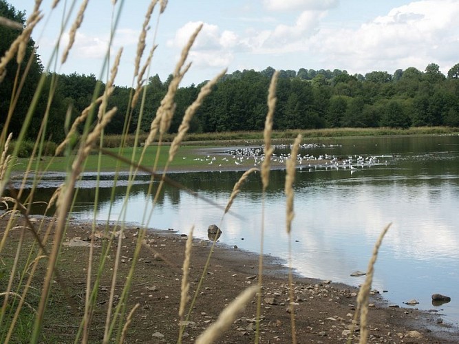 Lac de la Dathée  réserve ornitho