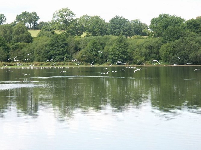 Lac de la Dathée  réserve ornitho