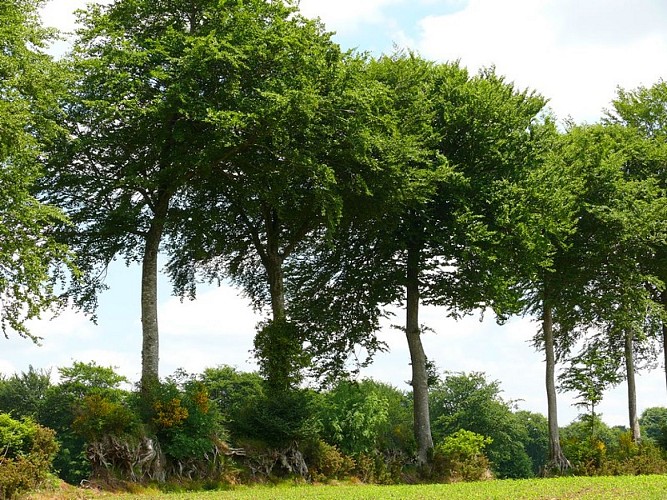 Chemin des croix - Viessoix