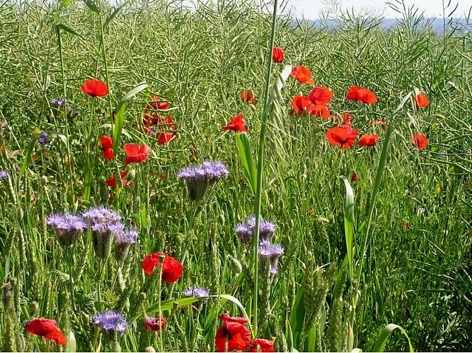 plateau de clairefontaine - fleurs