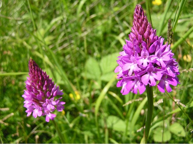 plateau de clairefontaine - fleurs1