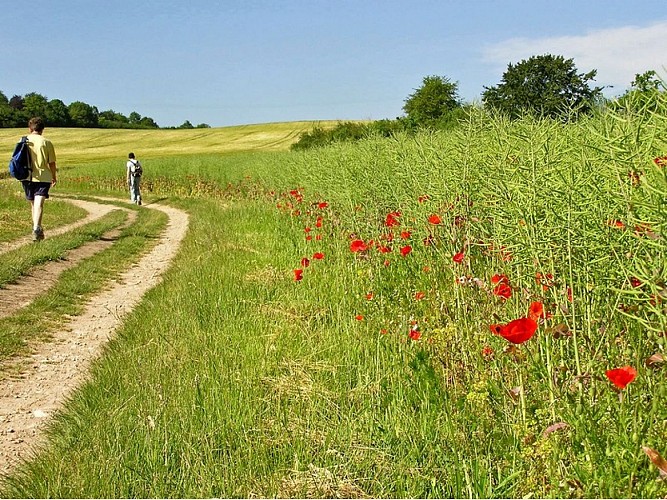 plateau de clairefontaine - chemin