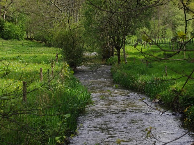 sentier des jonquilles - riviere