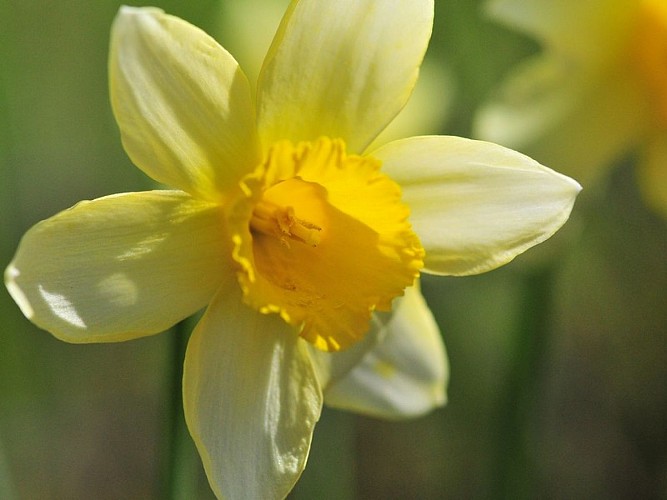 sentier des jonquilles - jonquiles