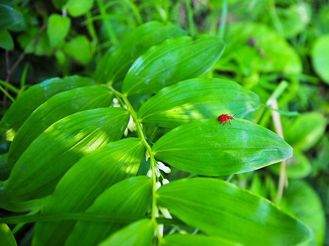 moulin de roullours - insecte