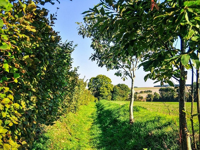 petit tour a beauquay - chemin