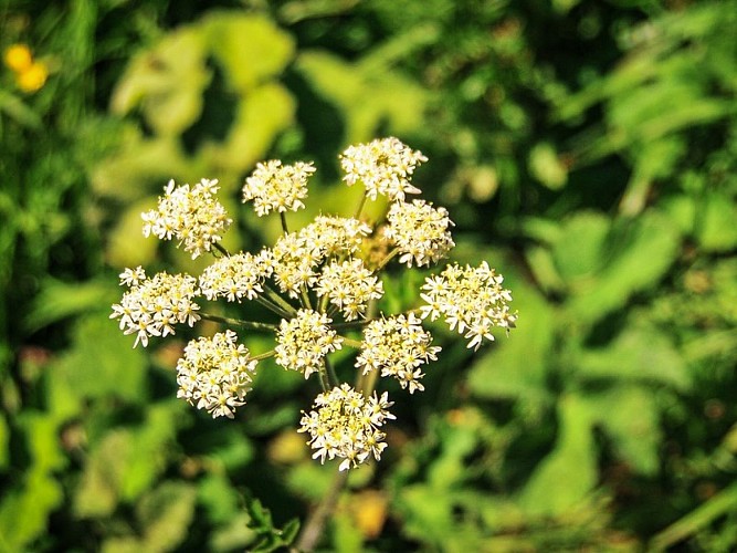 petit tour a beauquay - fleurs