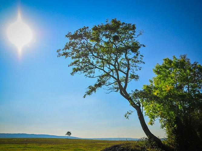 petit tour a beauquay - arbre