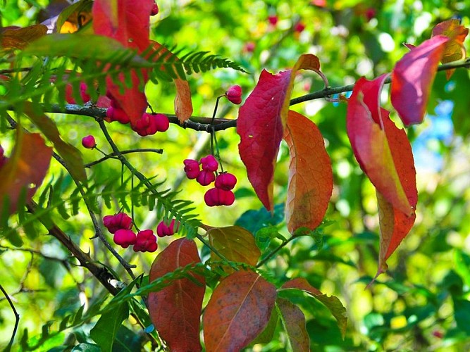 vallee de l'ajon - arbuste