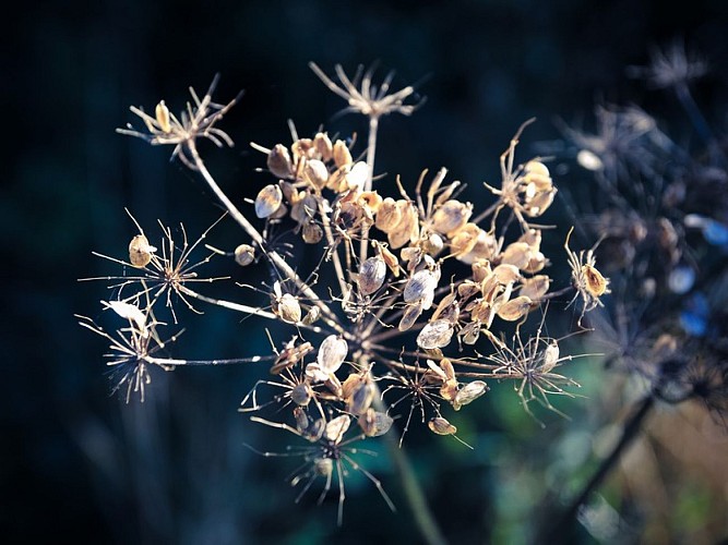 vallee de l'ajon - fleurs