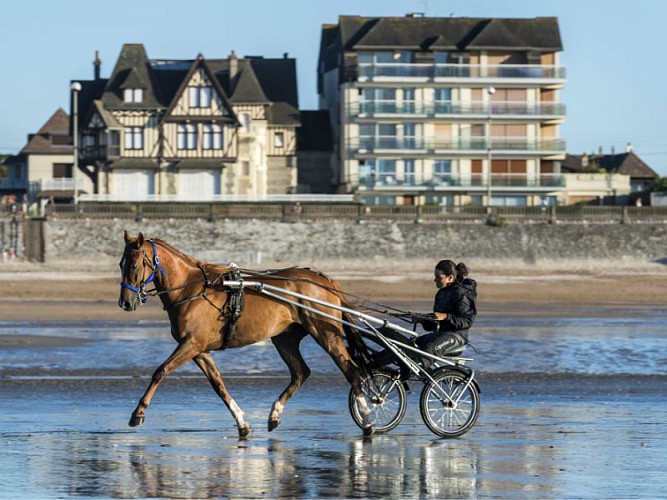 Cheval sur la plage 