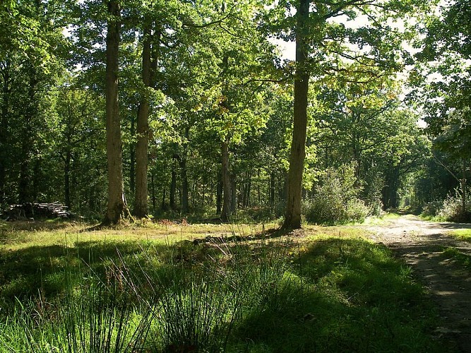 Forêt de Cinglais