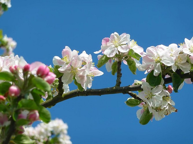 Pommiers-Loic-Durand-Calvados-Attractivite6