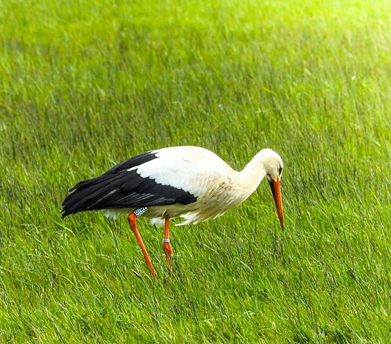 Trévières ©FThieraux Isigny Omaha Tourisme (2)