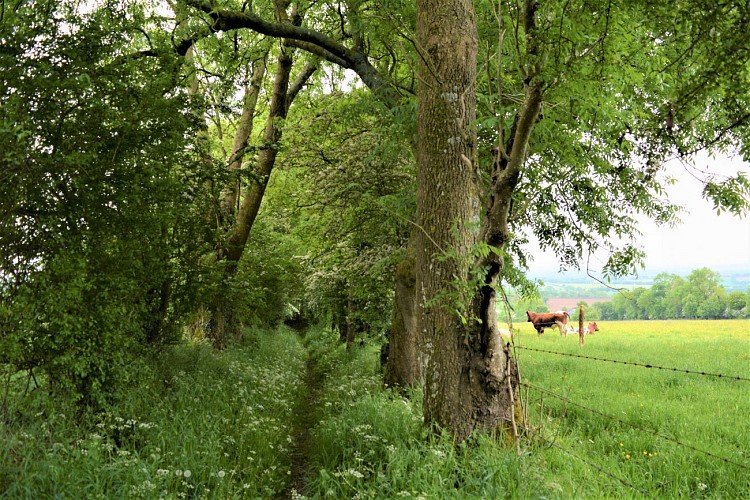 Des Monts et Bruyeres 7