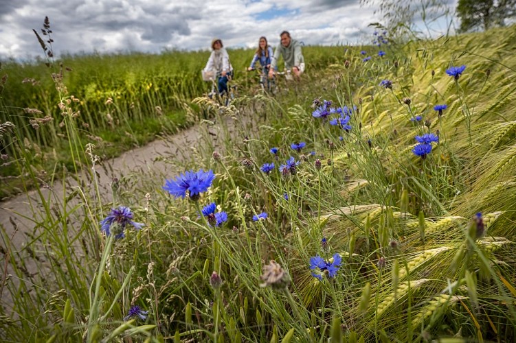 Vélo en famille près des bleuets sur la Voie Verte des Bois Francs © ADT de l'Eure, J.F. Lange