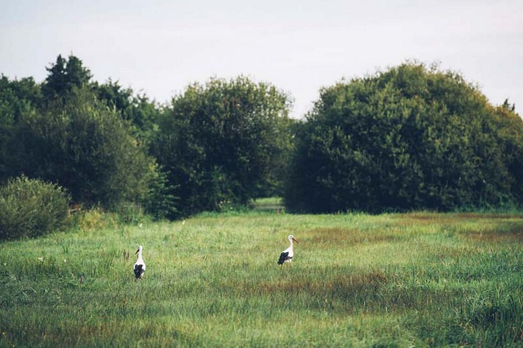 Cigognes - Marais Vernier ©Max Coquard, Bestjobers - Eure Tourisme