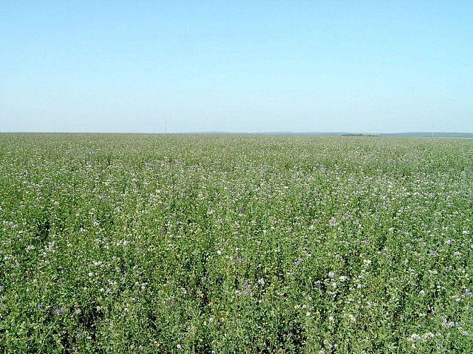 champs 7@Pays du Vexin Normand