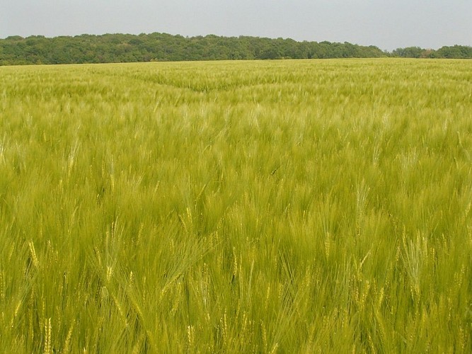 FICHE 32-champs Escourgeon-Heudicourt@Pays du Vexin Normand