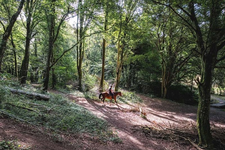Forêt ©Eure Tourisme