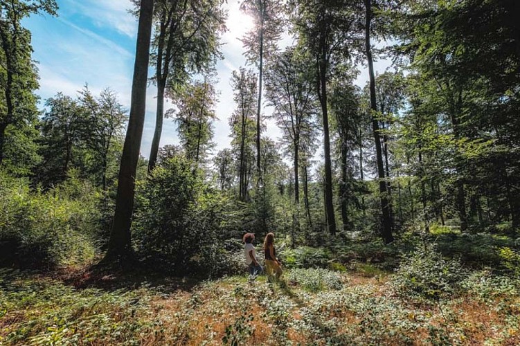 Forêt verdure ©Eure Tourisme